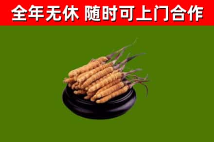 宿迁市回收散虫草